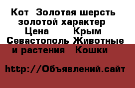 Кот. Золотая шерсть, золотой характер › Цена ­ 1 - Крым, Севастополь Животные и растения » Кошки   